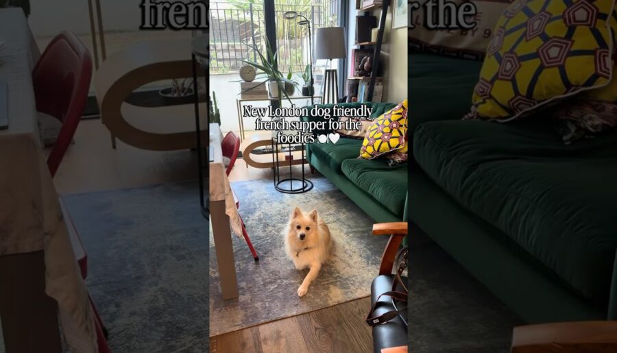 This secret London supper club treats dogs like guests #petfriendly #exclusive #london