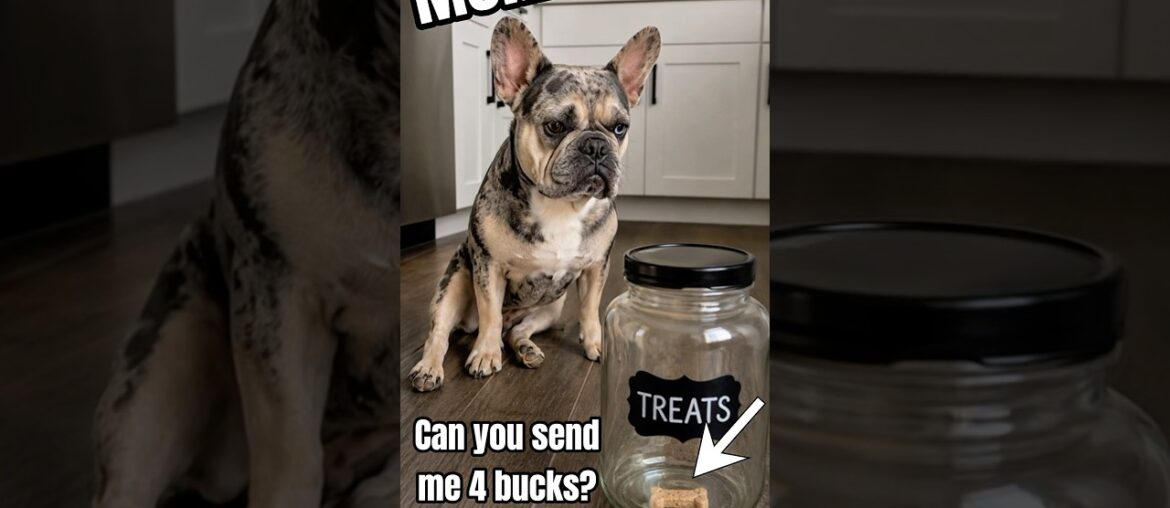POV: Your Frenchie Thinks Your Bank Account Is His 💸🐾 #dog #shorts #trending POV: Your Frenchie Thinks Your Bank Account Is His 💸🐾 #dog #shorts #trending