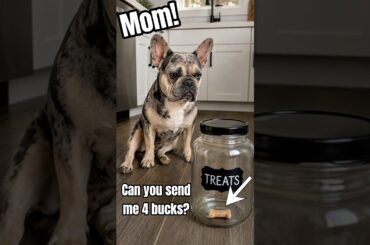 POV: Your Frenchie Thinks Your Bank Account Is His 💸🐾 #dog #shorts #trending