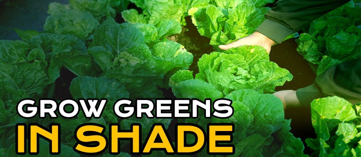 No Sun? Grow These 10 Vegetables Instead! No Sun? Grow These 10 Vegetables Instead!