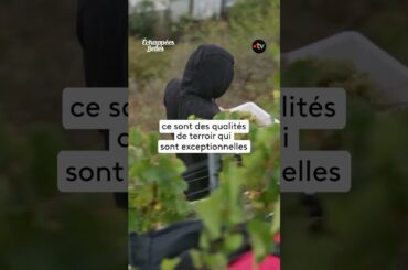 Un terroir typique des Hauts-de-France🍇