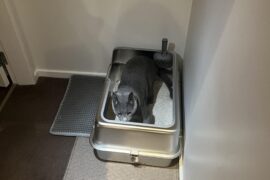 Cat bathroom area