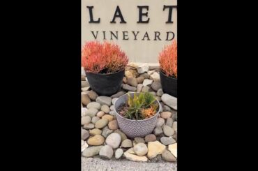 Weekends at Laetitia Winery on California's Central Coast