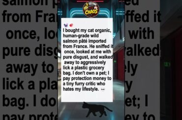 POV: You buy your cat expensive French pâté and they choose a plastic bag... 🐈‍⬛🛍️