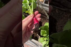 French radish’s are radishing 🫜✨