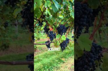 🍾 This grape grows in only one village in the world, and it sits in the French Alps.