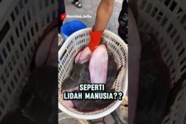 Terlihat seperti lidah manusia, ternyata makanan mahal di Prancis