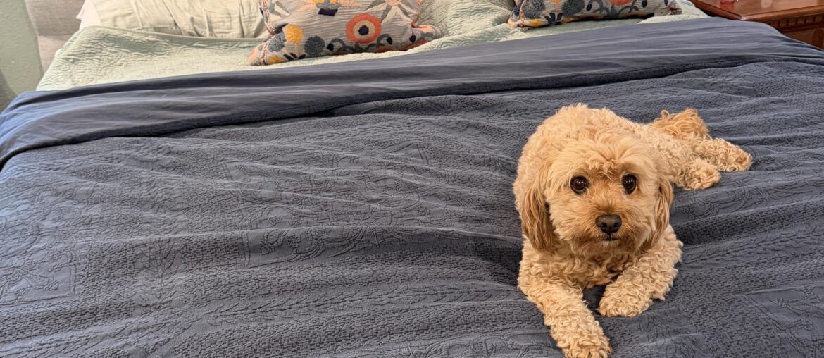 Bedding suggestions Bedding suggestions