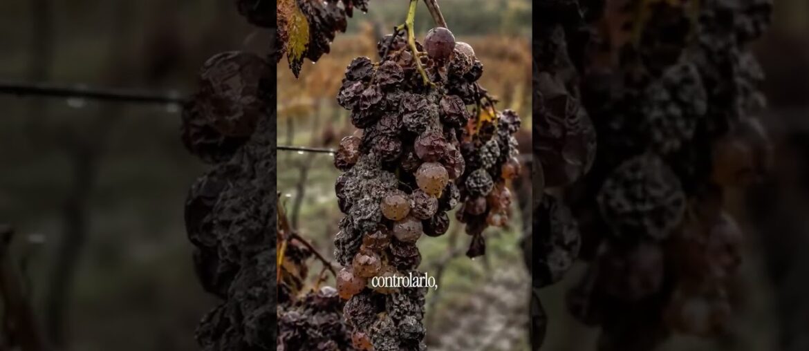 VINOS GOURMET! HONGOS VENEFICIOSO! #reel #internacional #winelover #winetime #gourmet #goviral#viral