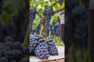 When a French vineyard's harvest turns into pure ASMR 🍇 #harvesting