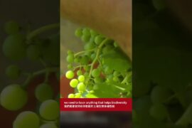 Château Aspras Les Trois Frères White 2023 | The Wine Guild