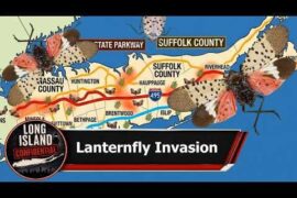 Lanternfly Threatens Long Island Vineyards