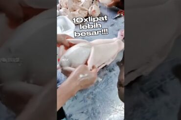 🔥Hati Bebek Ini Bisa Membengkak 10 Kali Lipat⁉️
