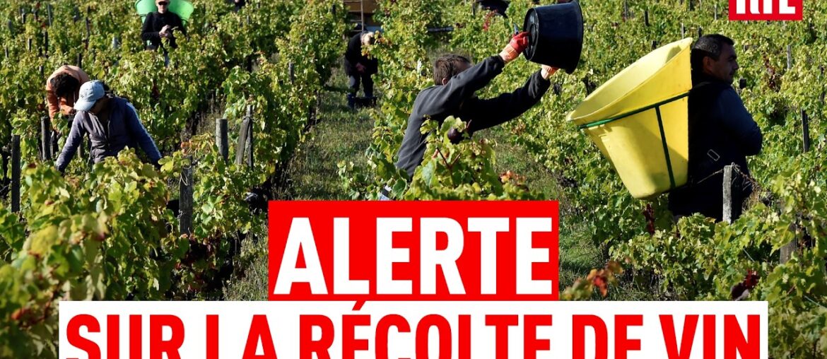Sécheresse : vers des vendanges "catastrophiques" en 2026 ?