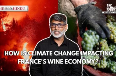 Europe's wildfires and the changing taste of French wine | The Climate Economy