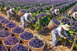 How France Farms the World's Priciest Vineyard | The Insane High Tech Operation Behind Each Bottle