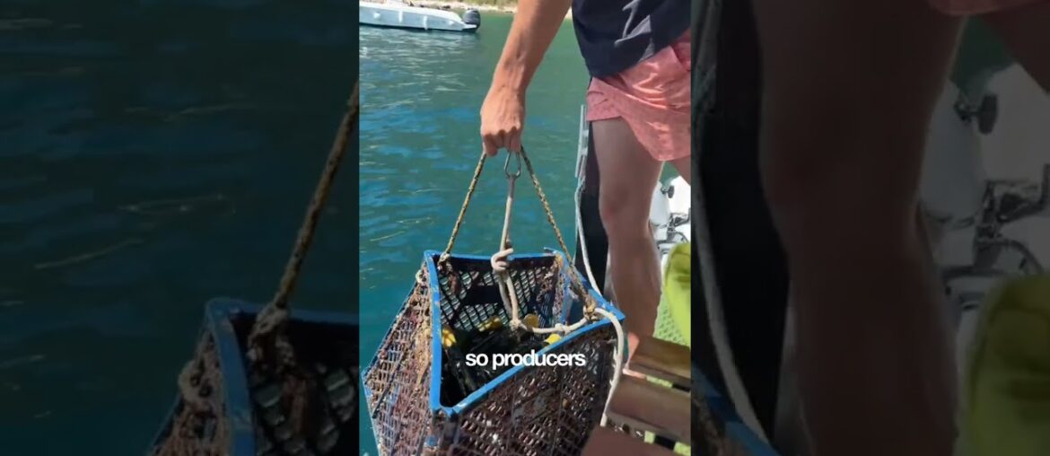🌊 French winemakers are sinking bottles to the bottom of the sea to age them. 🌊 French winemakers are sinking bottles to the bottom of the sea to age them.