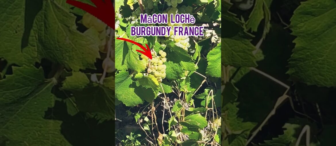 Burgundy France 🇫🇷 Vins Yards #reels #s #trending #youtubeshorts #shortvideo #v #viral #shorts