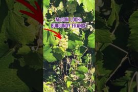 Burgundy France 🇫🇷 Vins Yards #reels #s #trending #youtubeshorts #shortvideo #v #viral #shorts
