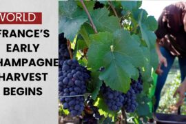 France’s Champagne Region Begins Early Grape Harvest Amid Extreme Heat