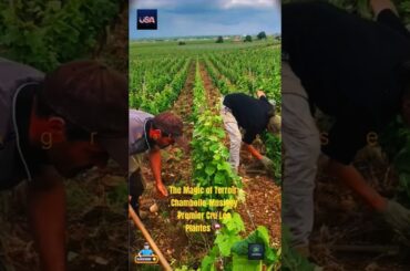The Magic of Terroir: Chambolle-Musigny Premier Cru Les Plantes 🍷 #shorts #farming #usashorts #tier1