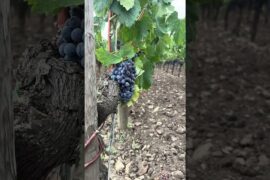 Merlot grapes in Pomerol, France 🇫🇷🍇  #dulich #amthuc #france #ruouvang #winelovers #wine