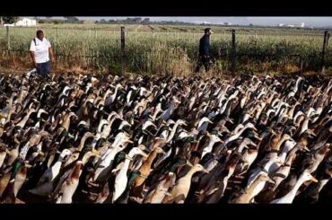 Duck brigade replaces pesticides on wine farm in South Africa