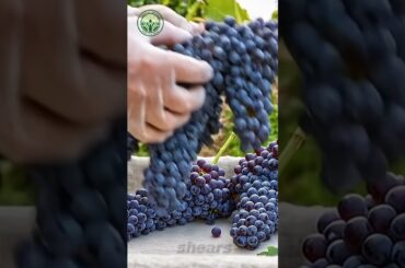 Satisfying Grape Harvesting ASMR in a French Vineyard 🍇 #shorts #asmr #relaxing