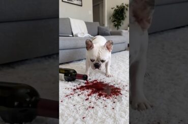 Frenchie vs Red Wine on White Rug 😱🍷 #frenchbulldog #dogshorts #funnydogs