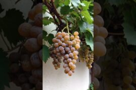 Why Do French Winemakers Encourage Fungus On Their Grapes?