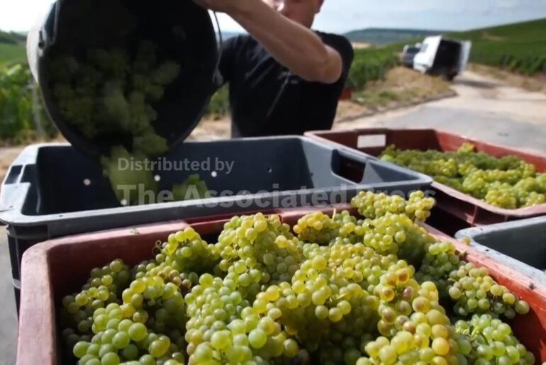 France’s Champagne region begins earliest grape harvest on record amid extreme heat