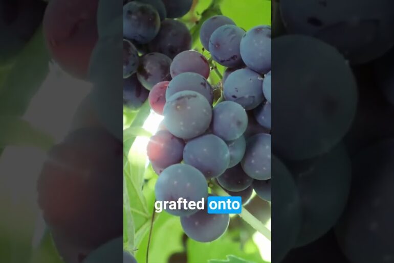 How Texas Helped Save French Wine