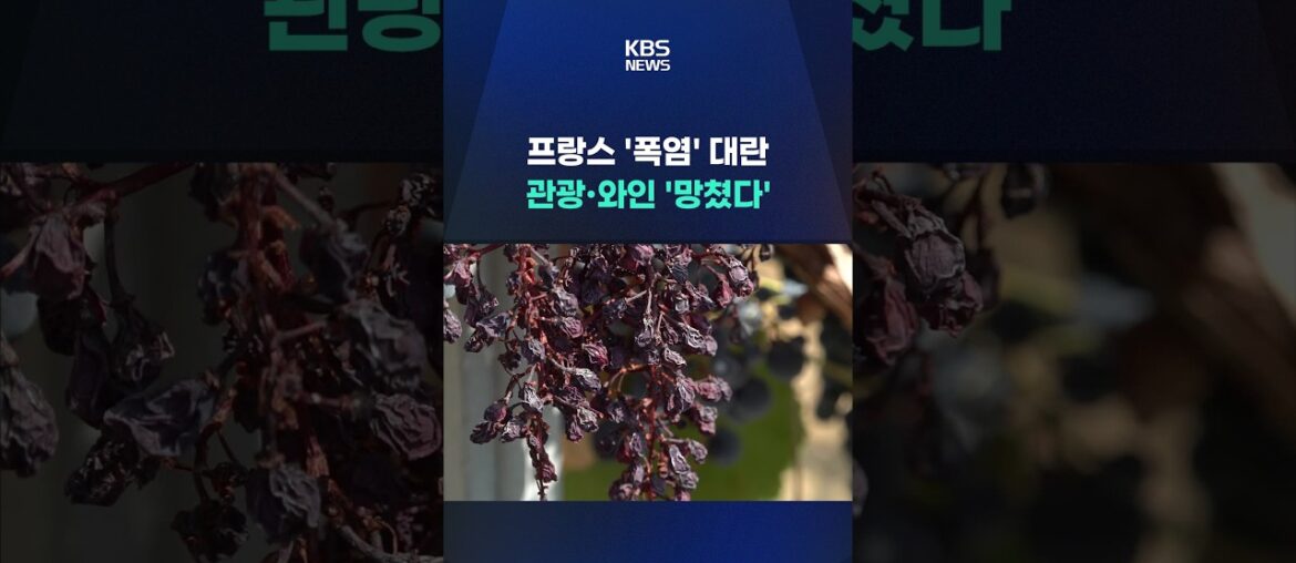 프랑스 ‘폭염’ 대란 … 관광·와인 ‘망쳤다’ #shorts / KBS 프랑스 '폭염' 대란 … 관광·와인 '망쳤다' #shorts / KBS