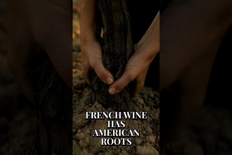 Almost Every French Vine Grows On American Roots
