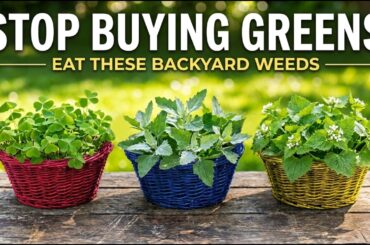 10 Wild Plants in Your Yard That Taste Better Than Store-Bought Greens