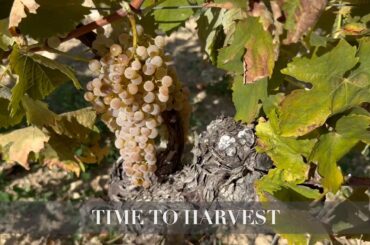 Picking grapes & TOURING COGNAC | Charente Living