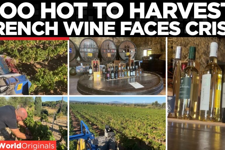 FRANCE'S WINE CRISIS: Record Heat Forces Growers Into Night Harvests | Times Now World