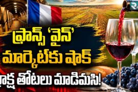 A 70-year Low In The Vineyards: How France’s Wine Crisis Is Reshaping The Global Market | R Stream