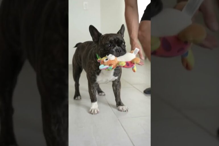 Surprising My little man with treats and toys