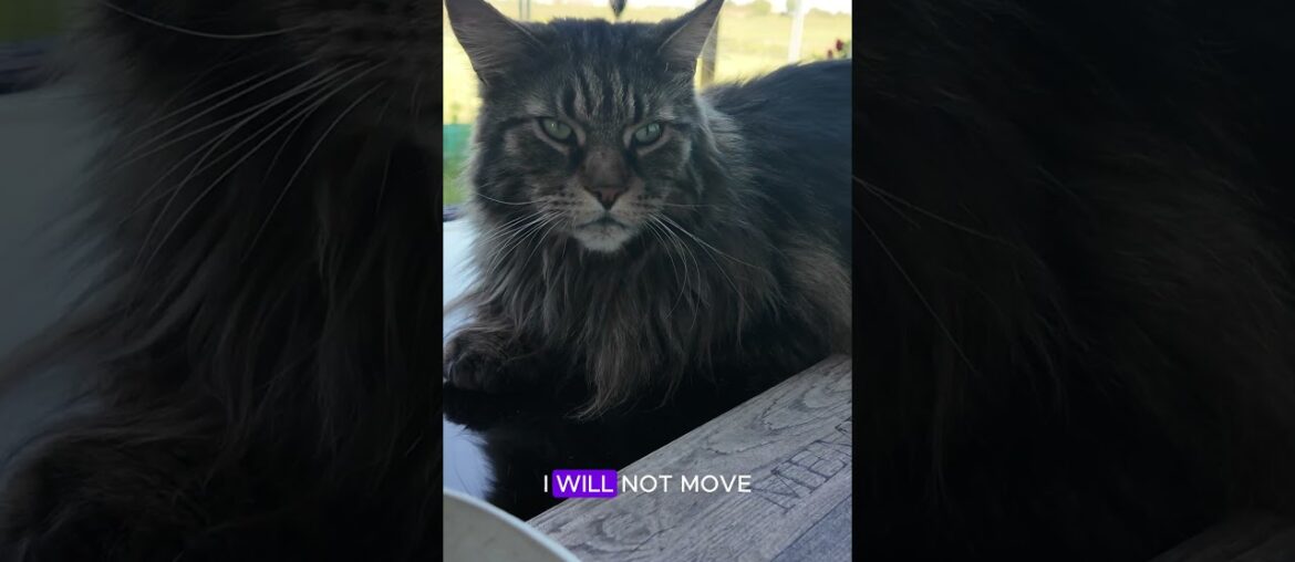 Majestic Maine Coon My Lord Gaspard – Audacity at Breakfast #shorts #cat #mainecoon Majestic Maine Coon My Lord Gaspard - Audacity at Breakfast #shorts #cat #mainecoon