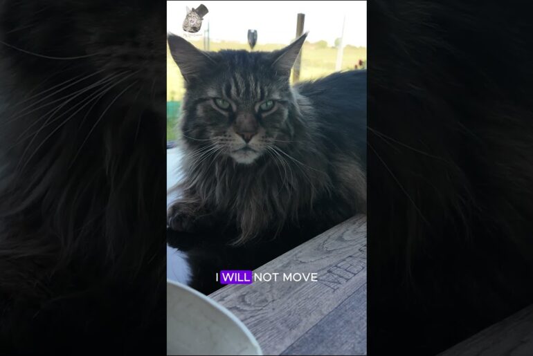 Majestic Maine Coon My Lord Gaspard -  Audacity at Breakfast #shorts #cat #mainecoon