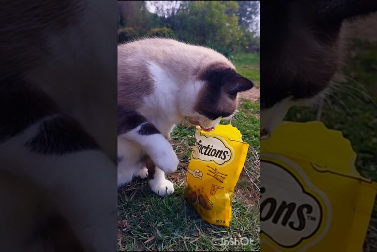 Head First Into the Treat Bag! 😂🐱