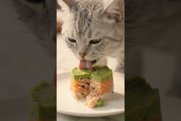 I Made a 5-Star French Meal for My Cat! 👨‍🍳🐾