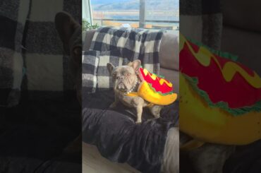 The spooky season transformation is complete! Are you Team Hot Dog or Team Dragon? 🎃✨ #Dogshorts
