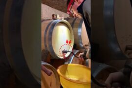 Why French Oak Is So Valuable 🥂